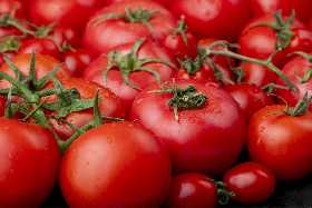 Эти ошибки уничтожат урожай помидоров: Агроном Давыдова поделилась с дачниками 3 секретами — соберете по 8 кг с каждого куста