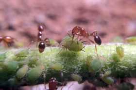 Ушлые дачники закупились этими 2 средствами еще зимой: Обрабатывают муравейник каждый май — муравьи и тля падают замертво