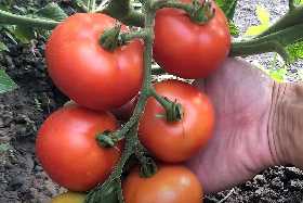 Если забыли подкормить при посадке: раскидайте эту «муку» на грядки с помидорами — урожай некуда будет складывать