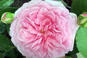 Погубят садовую красавицу: Эти растения нельзя высаживать рядом с розами — предупреждает Ксения Давыдова
