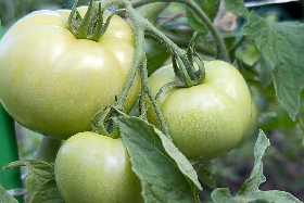 Как пересадить переросшие кусты помидоров: мудрые дачники делают это так - позже собирают отличный урожай