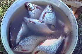 Врач-токсиколог рассказал, какая рыба опаснее — речная или морская: не ешьте ее ни под каким соусом