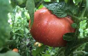 Ошибку совершает каждый садовод: высаживать рассаду помидоров в открытый грунт можно только в этот период — залог отличного урожая