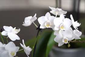 Шоковая терапия: Орхидея моментально выпустит десятки бутонов — агроном Давыдова поделилась секретным методом