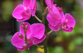 Кладу 2 бесплатных ингредиента на дно горшка: орхидеи выстреливают цветоносами, как Амур стрелами — покупной грунт можно выбросить