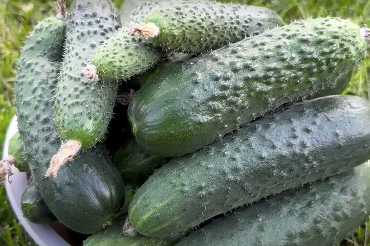 Как избежать горечи в огурцах и ускорить их рост: рекомендации агронома Давыдовой по подкормке до середины июня