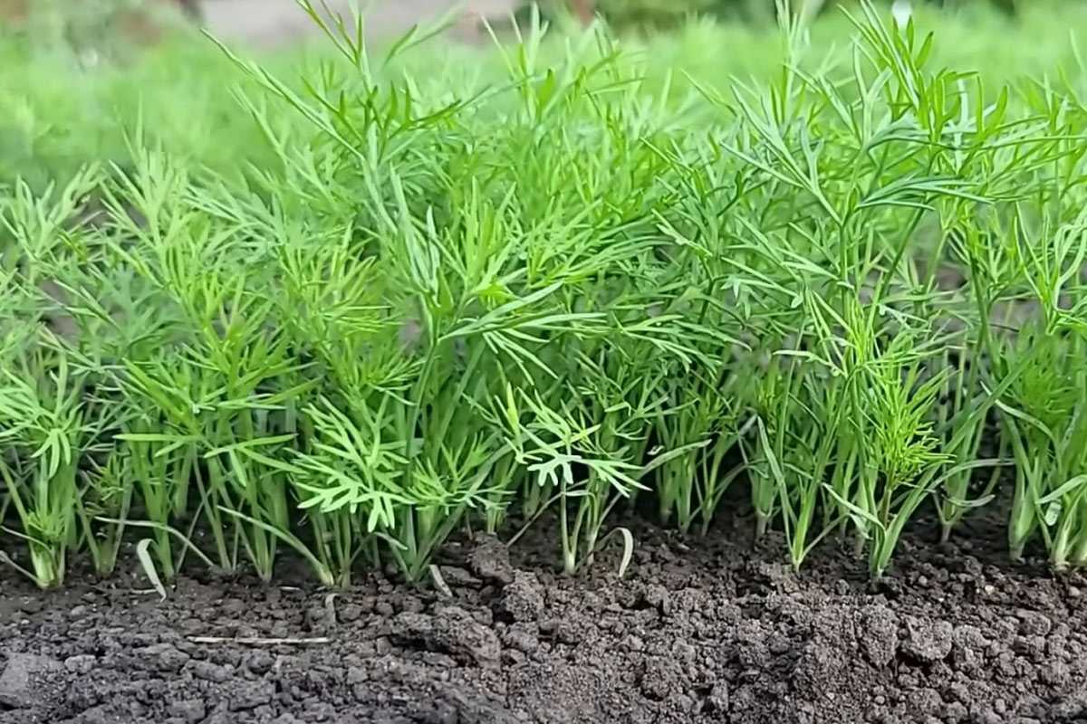 Кладу в банку измельчённый укроп и засыпаю солью: такая заготовка делается  10 минут, а хранится до 6 месяцев — свежая зелень на всю зиму | 23.06.2024  | Новости Уфы - БезФормата