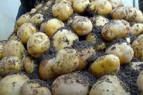 Как избежать ошибок при первом окучивании картошки: советы опытного агронома Синьковского