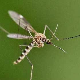 Комары и мошки не побеспокоят: химики рассказали, какие средства помогут спастись от мелких насекомых лучше привычных спреев