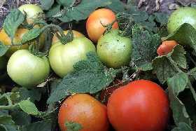 Как увеличить урожай томатов и защитить их от болезней: проверенный деревенский рецепт из 3 компонентов