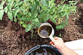 Стакан в ведро — и помидоры с огурцами рванут вверх: поливаете дважды в месяц — и собираете урожай как с чернозёмов
