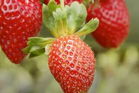 Как приподнять кусты клубники и избежать гниения ягод: секреты опытного садовода