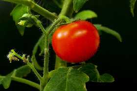 Созреют за 60 дней: Агроном Давыдова назвала 4 способа ускорить созревание томатов — биологическая зрелость любого сорта будет как у раннеспелого
