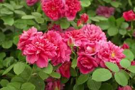 Королева сада: Этот сорт роз заставит соседей плакать от зависти — устойчива к заморозкам и болезням