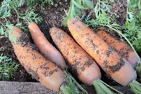 Будете собирать морковь мешками: полейте грядку этим раствором — садовод раскрыл свой секрет