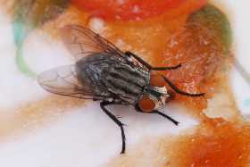 Рой гадких мух покинет ваше жилище через 3 минуты: этот чудо-раствор изведёт всех жужжащих насекомых — просто залейте кипятком эти 3 ингредиента
