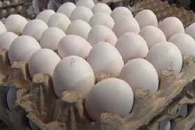 Вы всю жизнь хранили яйца неправильно: эксперт поделился годным лайфхаком