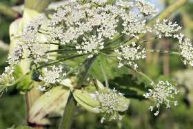 Борщевик исчезнет навсегда: агроном Давыдова назвала действенные методы борьбы с сорняком — начать нужно срочно