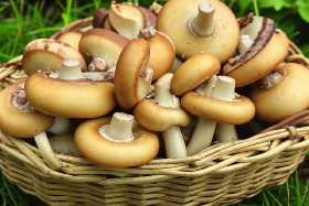 Грибники раскрыли секрет, зачем нужно стучать по шляпке гриба в лесу — совет на вес золота