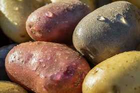 Опытные дачники собирают картошку раньше срока: вот что нужно сделать