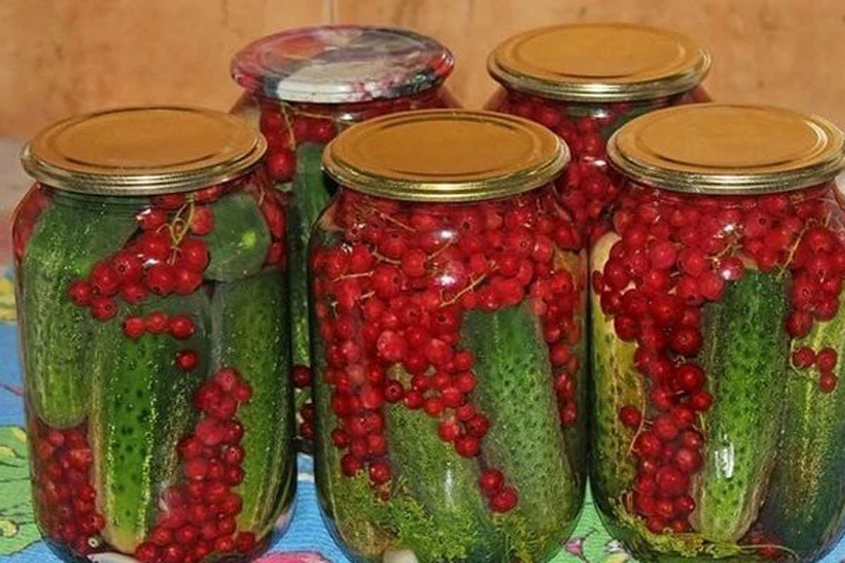 Соленые огурцы с красной смородиной сведут с ума любого гурмана: вкус с  ноткой терпкости покорит вас — готовятся очень просто