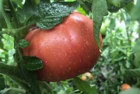 По 1 литру под 1 куст — и томаты станут слаще мёда: сделайте важную подкормку в июле для налива плодов — помидоры будут мясистые и сочные