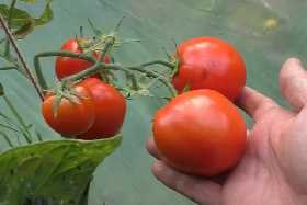 «Хищная» подкормка увеличит урожай томатов в 10 раз: поливайте таким составом кусты 5 дней — только смелые огородники пойдут на это
