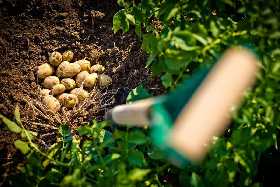 Картошка растет размером с кочан капусты: 5 советов по выращиванию богатого урожая — проверено агрономом