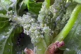 Два компонента — и прощай, прожорливая тля: справиться с вредителем можно за 1 час и без химии — никакого вреда для урожая и культур