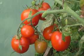 Для помидоров покупаю зелёнку каждый июль: Вот зачем она нужна на даче — все аптеки в округе обнесла