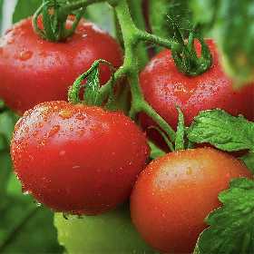 Трясу куст томатов — и урожай созревает в пять раз быстрее: помидоры начнут наливаться и краснеть прямо на глазах — вот как это работает