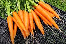 Морковь-гигант без трещин: секретная подкормка в июле для рекордного урожая