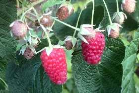 Черви не успевают добраться до ягоды: 2 проверенных средства от вредителей на малине — советы агронома для профилактики