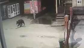 В Башкирии в заповедник «Шульган-Таш» вновь пришли медведи - видео