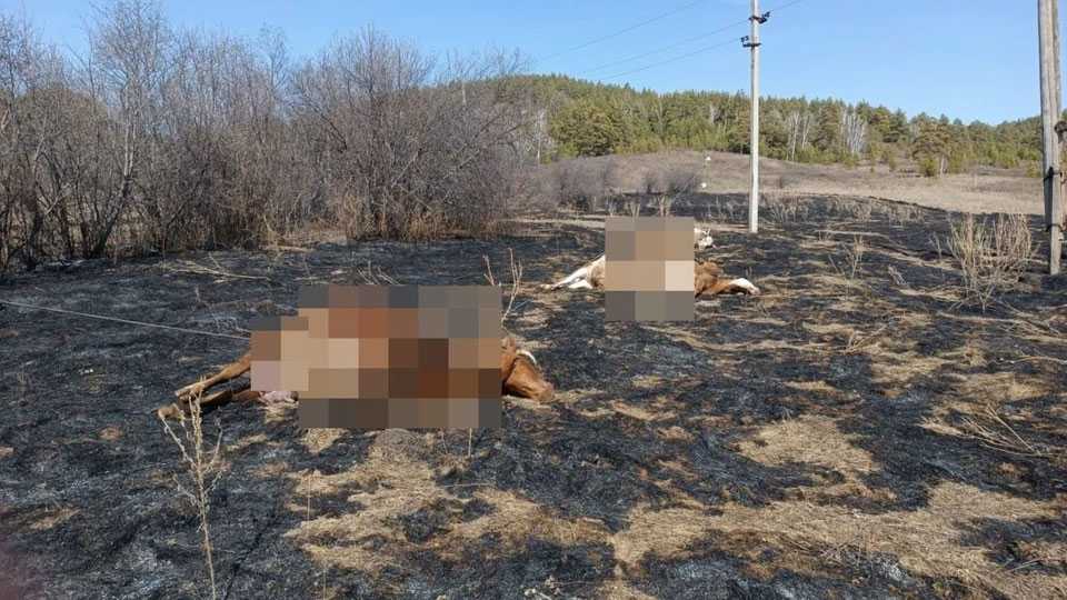ЛЭП устроила массовую казнь скота в Башкирии