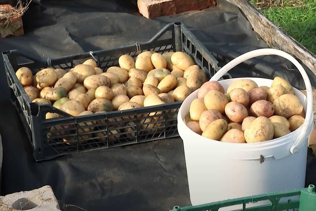 Ни картофель, ни свеклу: никогда не сажаю овощи в эти дни — урожая ждать нет смысла