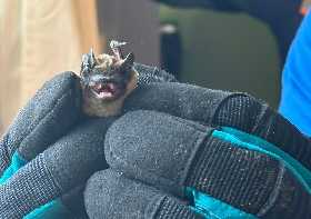 Летучая мышь устроила переполох в уфимской квартире