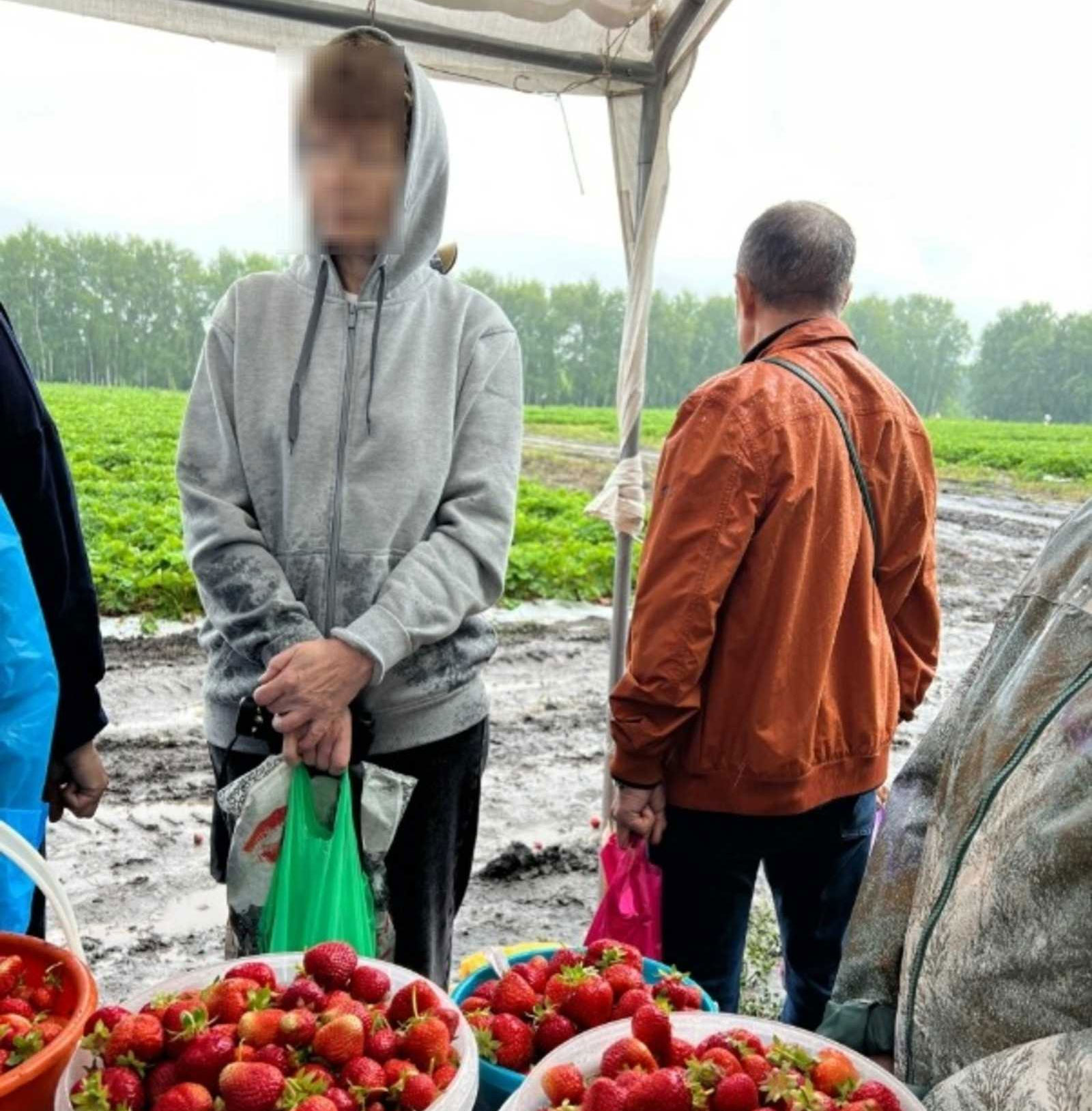 В Башкирии сборщики клубники оказались в ловушке из-за ливня