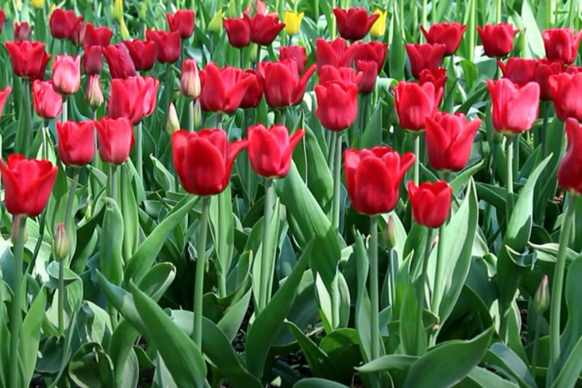 Мозг функционирует иначе: любимые цветы женщины расскажут о ее интеллекте и характере — революционное открытие ученых