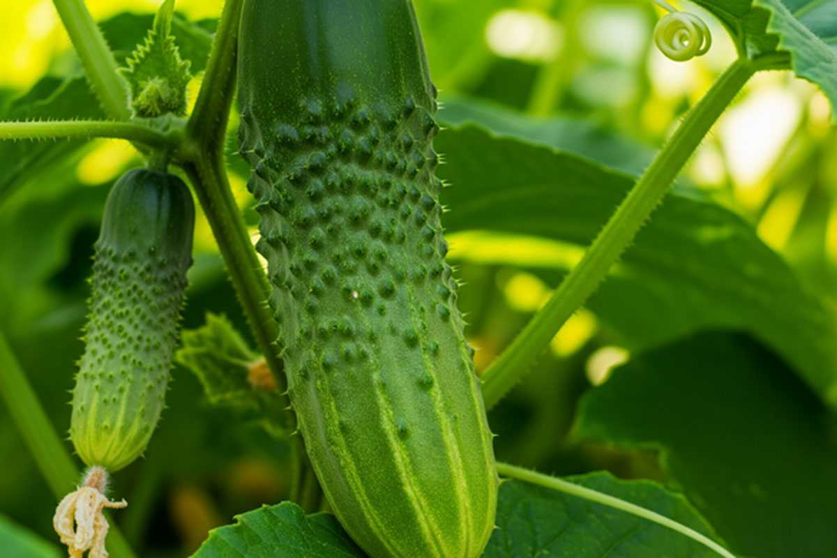 Паутинный клещ на огурцах — больше не проблема: для спасения кустов хватит одного препарата — вредитель исчезнет сразу