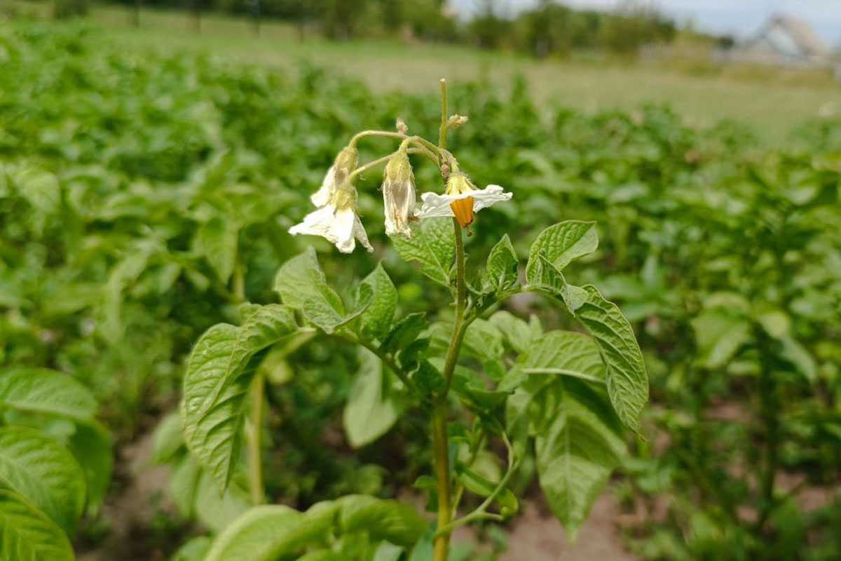 Кандидат наук назвала единственный случай, когда цветки картофеля НУЖНО удалять