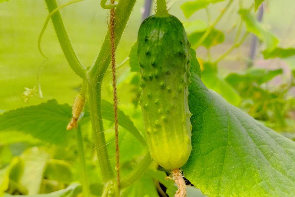 Аспирин + дрожжи: простая подкормка для огурцов, которая увеличит урожай в 3 раза за неделю