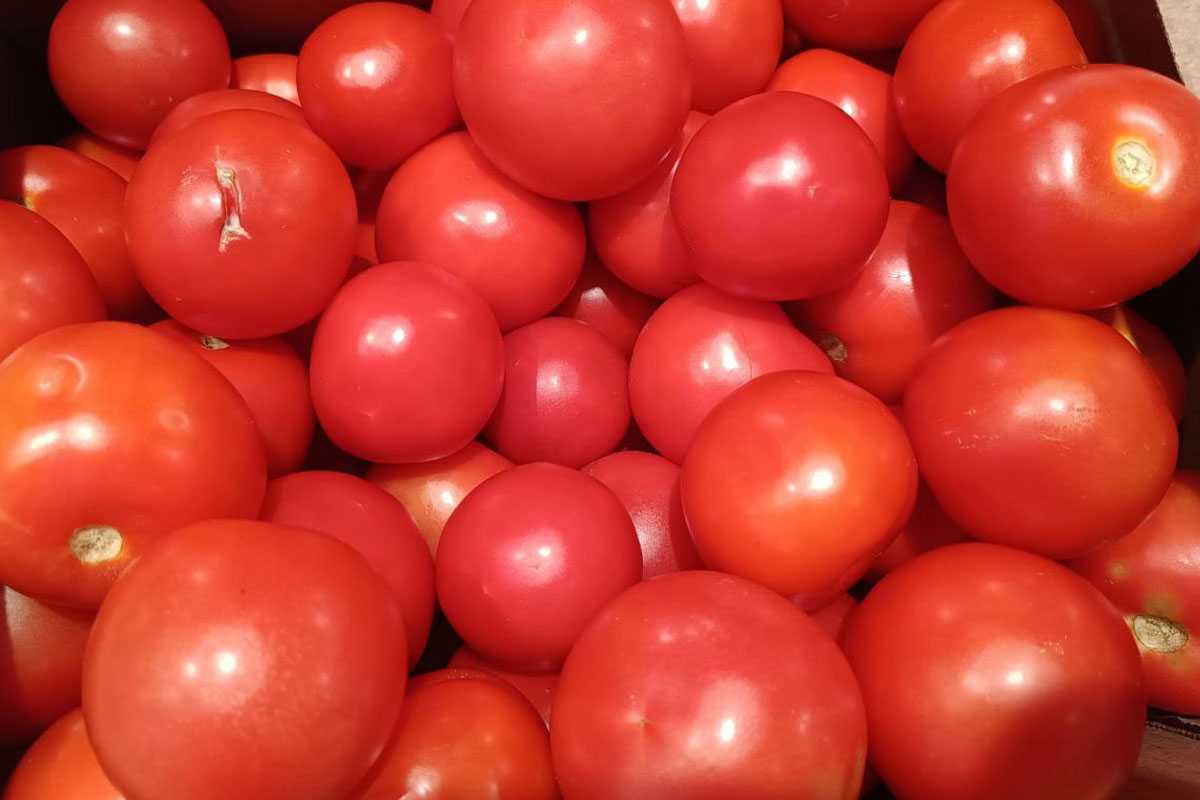 Агроном раскрыла секрет: 10 г куркумы увеличивают урожай томатов в 3 раза до 12 кг с куста