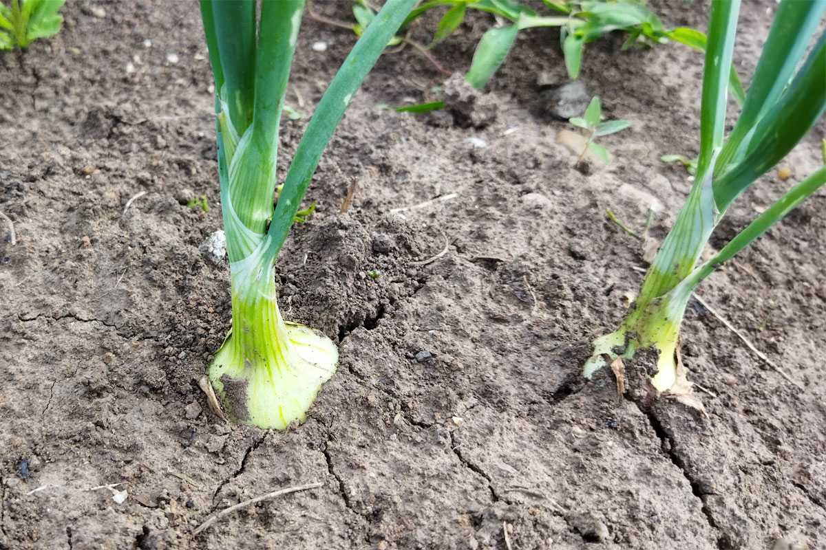 Не дайте луку перезреть: как за 10 секунд определить идеальный момент для сбора урожая