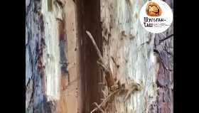 Медведь уничтожил пчелиное семейство в башкирском заповеднике