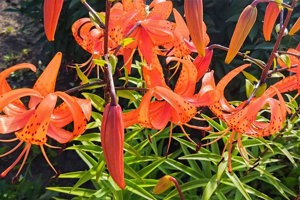 Погода в Башкирии задаст жару