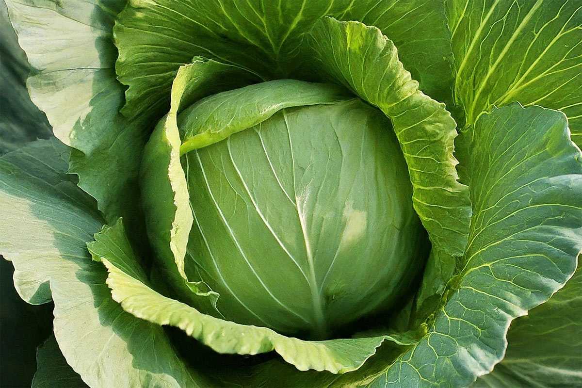 Пять продуктов в Башкирии резко подешевели в начале августа