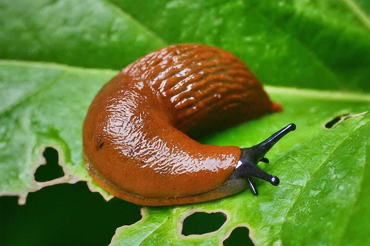 Беру 1 продукт с кухни — слизни в полном составе уползают с участка — урожай спасен