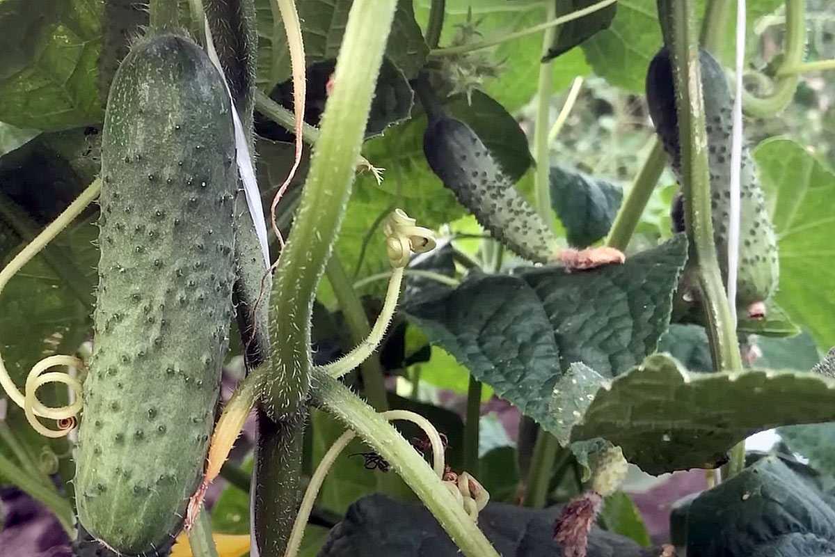 Перепады температур в августе — больше не проблема: кормлю огурцы защитным эликсиром — урожайность продлится вечность
