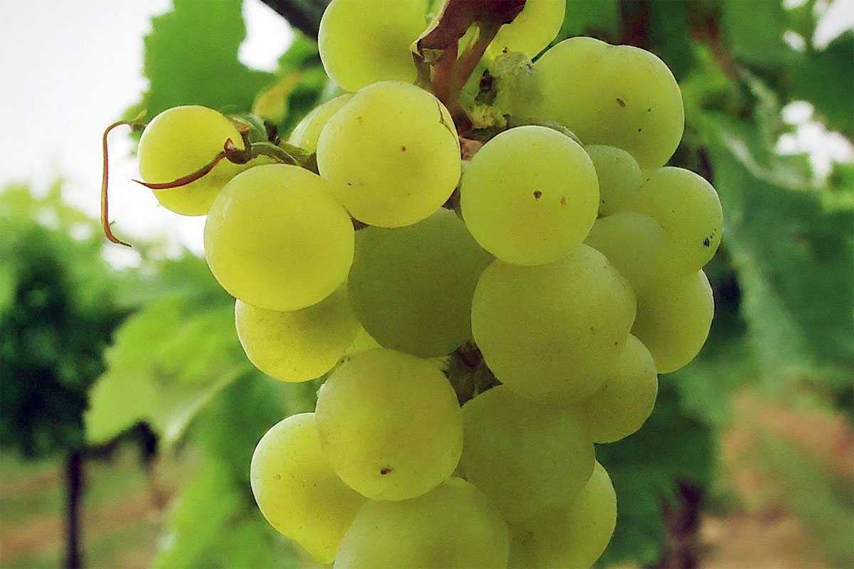 Что делать с виноградом в августе: простые советы для хорошего урожая